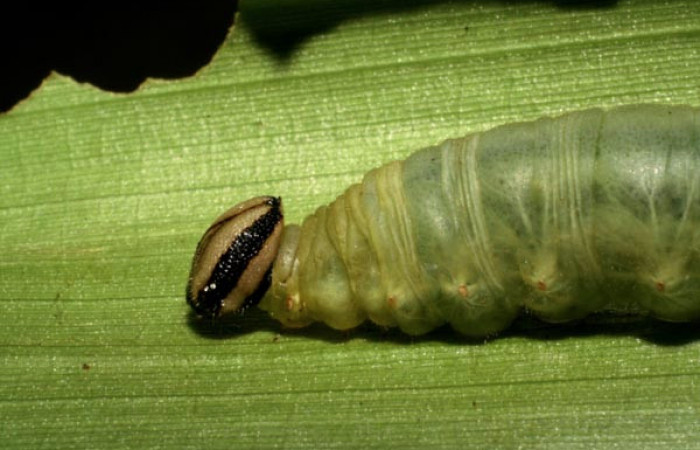 Parte lateral frontal de <i>Aroma henricus</i> (Hesperiidae). Último estadio. Voucher: 05-SRNP-41817-DHJ407197.jpg.