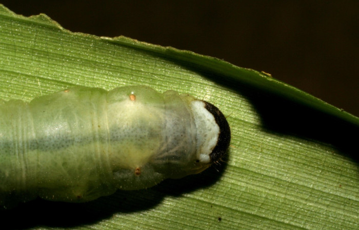 Parte trasera de <i>Aroma henricus</i> (Hesperiidae). Último estadio. Voucher: 05-SRNP-41817-DHJ407201.jpg.