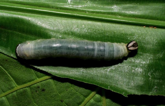 Larva de <i>Aroma henricus</i> (Hesperiidae). Penúltimo estadio. Posición lateral. Voucher: 06-SRNP-34631-DHJ425414.jpg.