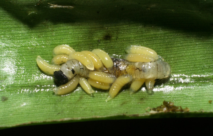 Larvas de parasitos de la familia Eulophidae saliendo y dejando muerta a larva de <i>Aroma henricus</i> (Hesperiidae). Último estadio. Voucher: 08-SRNP-30301-DHJ435840.jpg.