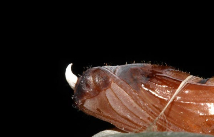 Pupa de <i>Aroma henricus</i> (Hesperiidae). Voucher: 13-SRNP-31034-DHJ701322.jpg.