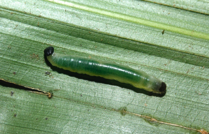 Larva de <i>Aroma henricus</i> (Hesperiidae). Tercer estadio. Posición lateral. Voucher: 16-SRNP-27742-DHJ730861.jpg.