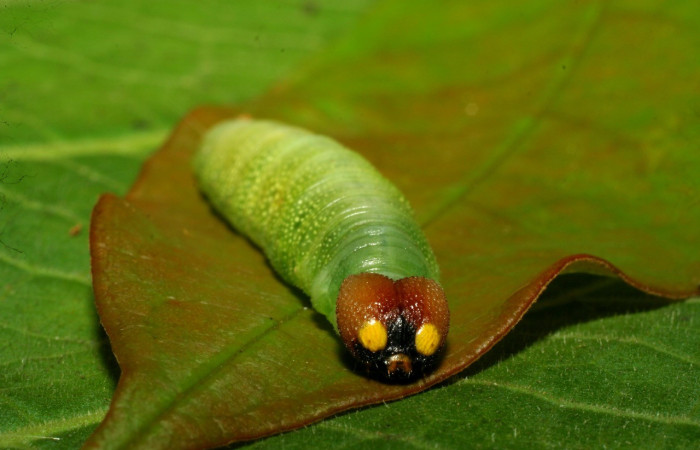 Figura 10. Larva en último estadio <i>Iliana</i> Burns01 (Hesperiidae), alimentándose en <i>Vochysia ferruginea</i> (Vochysiaceae), posición cabeza. Colectada 20 Julio 2007. Sector Pitilla, Casa Roberto, (elevación 520 metros). (07-SRNP-32919-DHJ433677.jpg).