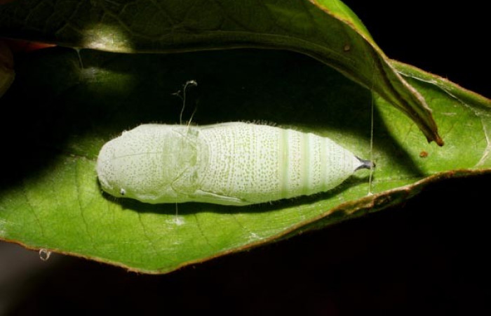 Figura 11. Pupa <i>Iliana</i> Burns01, (Hesperiidae), posición dorsal entero, Sector Pitilla, Casa Roberto, (elevación 520 metros). 6 Agosto 2007. (07-SRNP-32919-DHJ427237.jpg).
