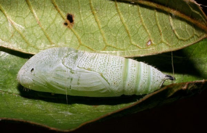 Figura 12. Pupa <i>Iliana</i> Burns01, (Hesperiidae), lateral entero, Sector Pitilla, Casa Roberto, (elevación 520 metros). 6 Agosto 2007. (07-SRNP-32919-DHJ427245.jpg). 