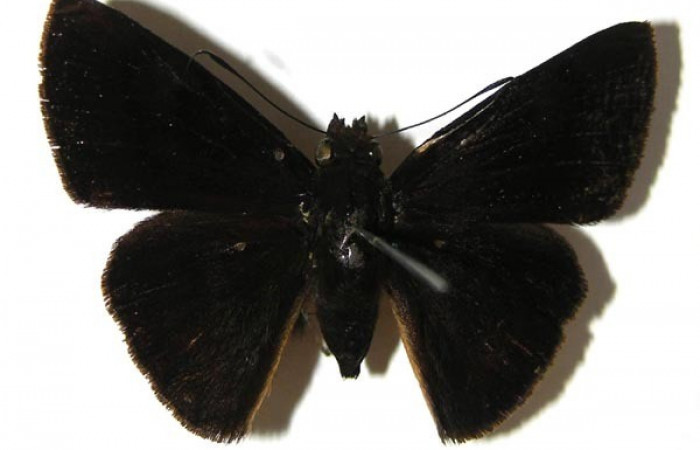 Figura 14. Adulto de <i>Iliana</i> Burns01 (Hesperiidae), posición dorsal. (07-SRNP-32830-DHJ378982).