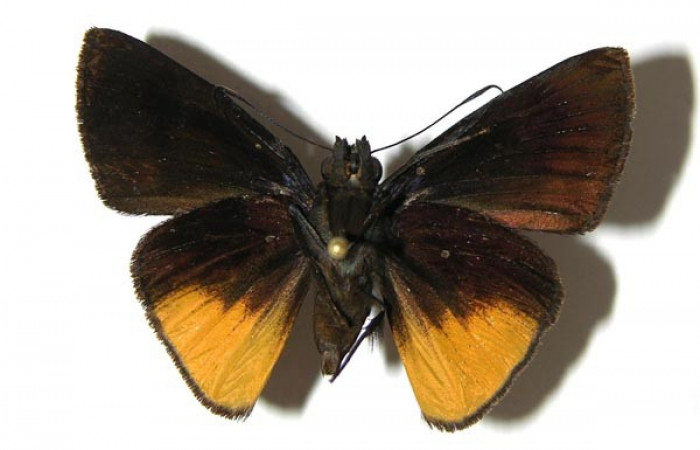 Figura 15. Adulto de <i>Iliana</i> Burns01 (Hesperiidae), posición dorsal. (07-SRNP-32830-DHJ378983).