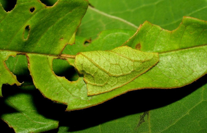 Figura 1. Detalle de casita hecha por la larva <i>Iliana</i> Burns01 (Hesperiidae), alimentándose en <i>Vochysia ferruginea</i> (Vochysiaceae), (07-SRNP-32860-DHJ433633.jpg). Colectada 20 Julio 2007. Sector Pitilla, Sendero Rotulo, (elevación 510 metros).