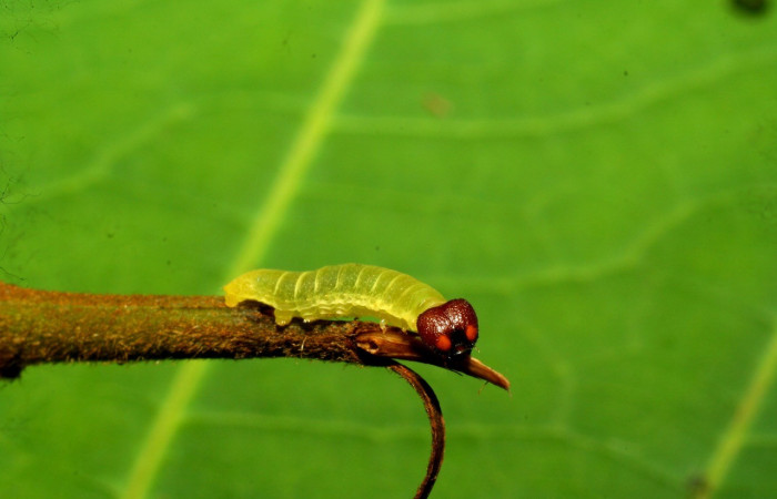 Figura 3. Larva en tercer estadio <i>Iliana</i> Burns01 (Hesperiidae), alimentándose en <i>Vochysia ferruginea</i> (Vochysiaceae), posición cabeza. Colectada 20 Julio 2007. Sector Pitilla, Sendero Rotulo, (elevación 510 metros). (07-SRNP-32860-DHJ433631.jpg).
