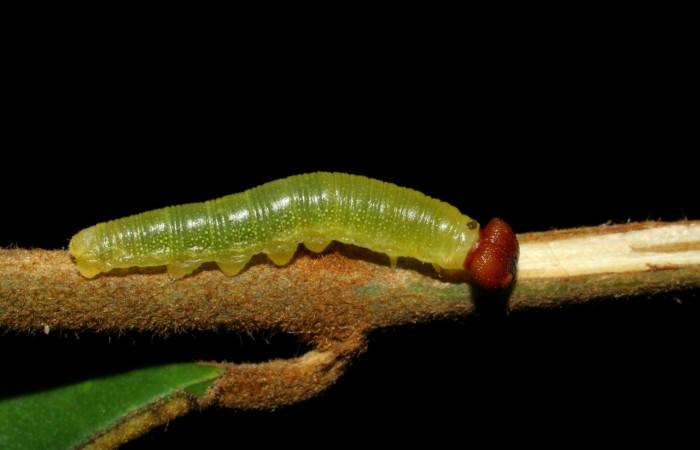 Figura 4. Larva en cuarto estadio <i>Iliana</i> Burns01 (Hesperiidae), alimentándose en <i>Vochysia ferruginea</i> (Vochysiaceae), posición lateral entero. Colectada 11 Agosto 2007. Sector Pitilla, Pasmompa, (elevación 440 metros). (05-SRNP-34656-DHJ424436.jpg).