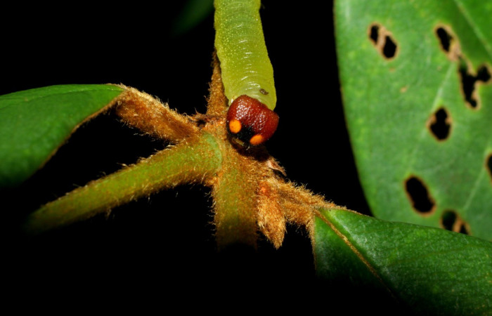 Figura 5. Larva en tercer cuarto <i>Iliana</i> Burns01 (Hesperiidae), alimentándose en <i>Vochysia ferruginea</i> (Vochysiaceae), posición cabeza. Colectada 11 Agosto 2007. Sector Pitilla, Pasmompa, (elevación 440 metros). (05-SRNP-34656-DHJ424438.jpg).