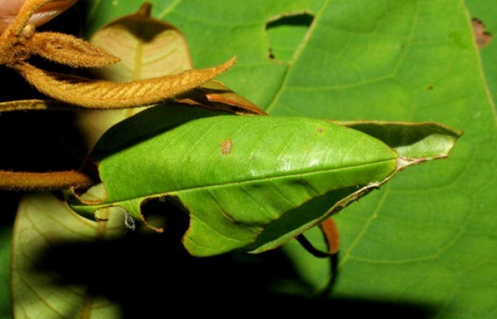 Figura 6. Detalle de casita de la larva <i>Iliana</i> Burns01 (Hesperiidae), alimentándose en <i>Vochysia ferruginea</i> (Vochysiaceae). Colectada 20 Julio 2007. Sector Pitilla, Casa Roberto, (elevación 520 metros). (07-SRNP-32919-DHJ433664.jpg).