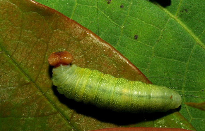 Figura 7. Larva en último estadio <i>Iliana</i> Burns01 (Hesperiidae), alimentándose en <i>Vochysia ferruginea</i> (Vochysiaceae), posición dorsal entero. Colectada 20 Julio 2007. Sector Pitilla, Casa Roberto, (elevación 520 metros).  (07-SRNP-32919-DHJ433665.jpg).