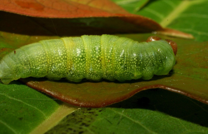 Figura 8. Larva en último estadio <i>Iliana</i> Burns01 (Hesperiidae), alimentándose en <i>Vochysia ferruginea</i> (Vochysiaceae), posición lateral entero. Colectada 20 Julio 2007. Sector Pitilla, Casa Roberto, (elevación 520 metros). (07-SRNP-32919-DHJ433671.jpg).