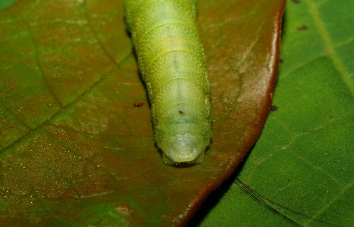Figura 9. Larva en último estadio <i>Iliana</i> Burns01 (Hesperiidae), alimentándose en <i>Vochysia ferruginea</i> (Vochysiaceae), posición parte posterior. Colectada 20 Julio 2007. Sector Pitilla, Casa Roberto, (elevación 520 metros). (07-SRNP-32919-DHJ433674.jpg).