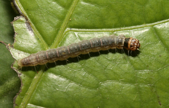 Figura 1. Larva <i>Cerconota scolopacina</i> (Depressariidae), Tercer estadio posición dorsal, mide 8 mm aproximadamente. Planta hospedera <i>Pachira aquatica</i> (Malvaceae). Voucher: 14-SRNP-75668-DHJ716134.jpg