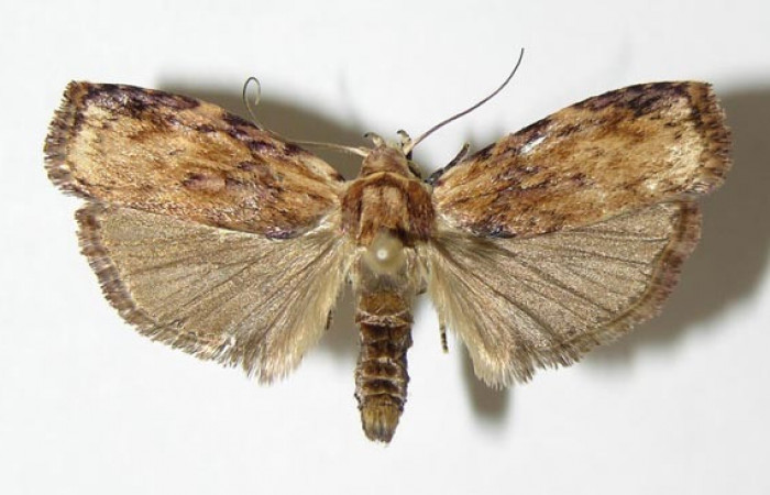 Figura 11. Adulto de <i>Cerconota scolopacina</i> (Depressariidae) mide 30 milímetros, posición dorsal, parte enfocada el torax y alas. Voucher: 01-SRNP-5092-DHJ340388