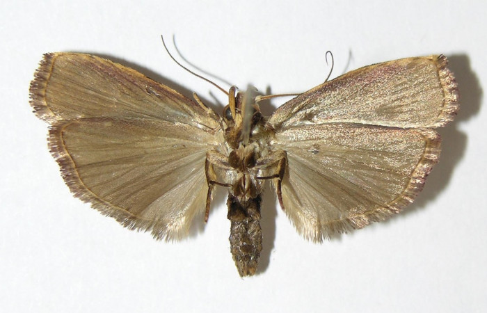 Figura 12. Adulto de <i>Cerconota scolopacina</i> (Depressariidae) mide 30 milímetros, posición ventral parte enfocada el abdomen y alas. Voucher:01-SRNP-5092-DHJ340389