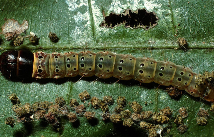 Figura 13. Larva <i>Cerconota scolopacinaDHJ01</i> (Depressariidae), último estadio posición dorsal, mide 35 mm aproximadamente. Planta hospedera <i>Pachira aquatica</i> (Malvaceae).03-SRNP-10827-DHJ75396.jpg