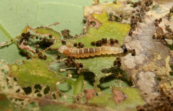 Figura 2. Larva <i>Cerconota scolopacina</i> (Depressariidae), Tercer estadio posición lateral, mide 8 mm aproximadamente. Planta hospedera <i>Pachira aquatica</i> (Malvaceae). Voucher: 14-SRNP-75668-DHJ716135.jpg