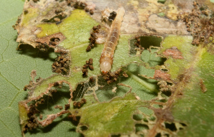 Figura 3. Larva <i>Cerconota scolopacina</i> (Depressariidae), Tercer estadio posición enfocada la cabeza, mide 8 mm aproximadamente. Planta hospedera <i>Pachira aquatica</i> (Malvaceae). Voucher: 14-SRNP-75668-DHJ716138.jpg