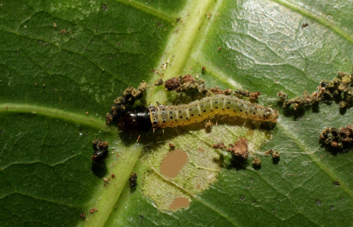 Figura 4. Larva <i>Cerconota scolopacina</i> (Depressariidae), Tercer estadio posición dorsal, mide 8 mm aproximadamente. Planta hospedera <i>Pachira aquatica</i> (Malvaceae). Voucher: 14-SRNP-42711-DHJ803184.jpg