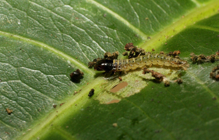 Figura 5. Larva <i>Cerconota scolopacina</i> (Depressariidae), Tercer estadio posición lateral, mide 8 mm aproximadamente. Planta hospedera <i>Pachira aquatica</i> (Malvaceae). Voucher:14-SRNP-42711-DHJ803183.jpg
