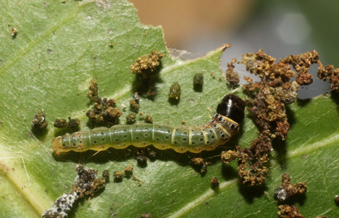 Figura 6. Larva <i>Cerconota scolopacina</i> (Depressariidae), cuarto estadio posición dorsal, mide 8 mm aproximadamente. Planta hospedera <i>Pachira aquatica</i> (Malvaceae). Voucher: 14-SRNP-42699-DHJ803179.jpg