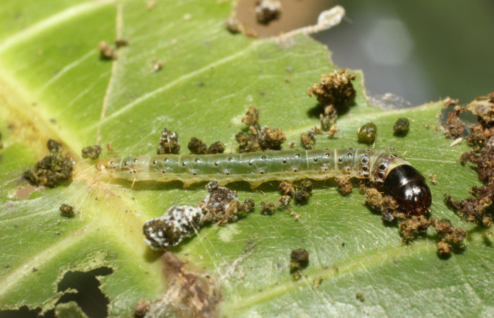 Figura 7. Larva <i>Cerconota scolopacina</i> (Depressariidae), cuarto estadio posición lateral, mide 8 mm aproximadamente. Planta hospedera <i>Pachira aquatica</i> (Malvaceae). Voucher: 14-SRNP-42699-DHJ803177.jpg