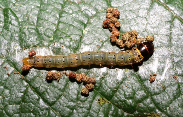 Figura 8. Larva <i>Cerconota scolopacina</i> (Depressariidae), Último estadio posición dorsal, mide 35 mm aproximadamente. Planta hospedera <i>Pachira aquatica</i> (Malvaceae). Voucher: 08-SRNP-65019-DHJ436100.jpg