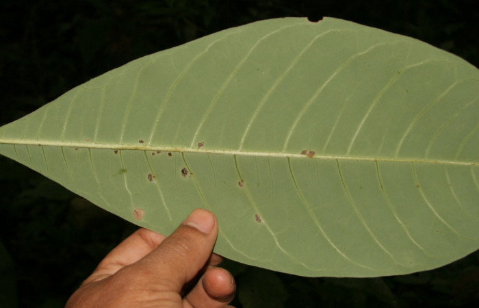 Figura 17. Plantas hospederas <i>Pachira aquatica</i> (Malvaceae), parte enfocada enves hojuela ventral, planta donde se alimenta la larva de <i>Cerconota scolopacina</i> (Depressariidae).Voucher: BioBot05204-BB021117.JPG