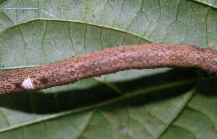 Figura. 10 Larva <i>Erastria decrepitaria</i> (Geometridae), posición dorsal entero alimentándose en <i>Gouania polygama</i>, (Rhamnaceae). (05-SRNP-34067-DHJ424200.jpg).