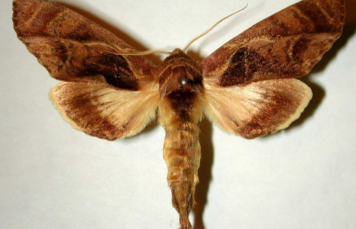 Figura. 13 Adulto <i>Crinodes besckei</i> (Notodontidae), posición vista dorsal. ( 81-SRNP-35-DHJ32672).