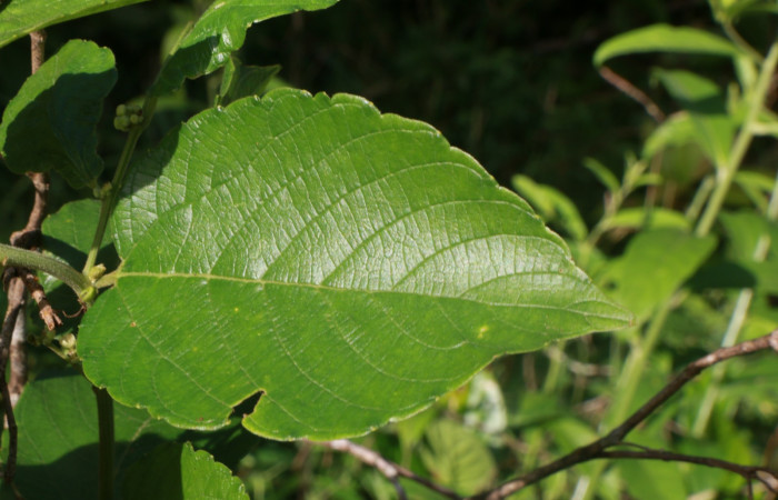 Figura. 3 Hoja haz <i>Gouania polygama</i>, (Rhamnaceae). Area de Conservación Guanacaste. Sector Rincón Rain Forest, Estación Leiva, Cafecito, (elevación 455 metros). Colectada el 15 Abril 2021. Foto. Jorge Hernández.