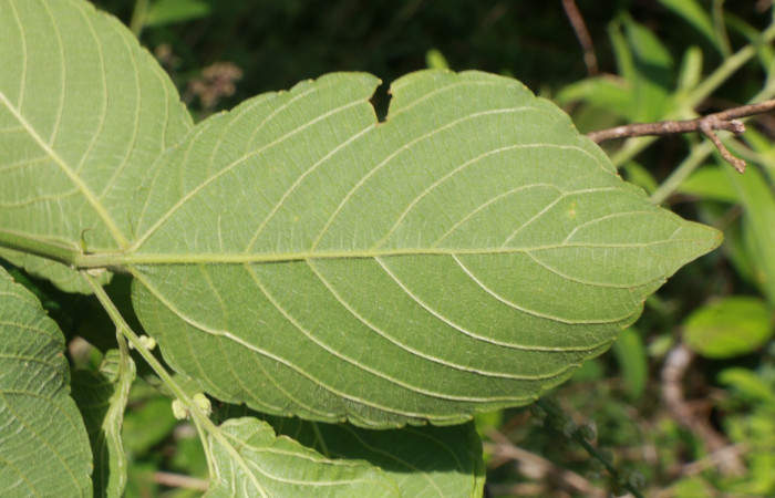 Figura. 4 Envés <i>Gouania polygama</i>, (Rhamnaceae). Area de Conservación Guanacaste. Sector Rincón Rain Forest, Estación Leiva, Cafecito, (elevación 455 metros). Colectada el 15 Abril 2021. Foto. Jorge Hernández.