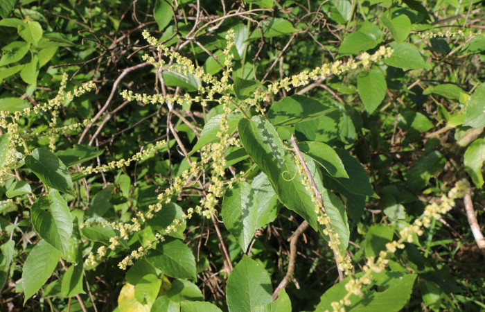 Figura. 5 Flores en espiga <i>Gouania polygama</i>, (Rhamnaceae). Area de Conservación Guanacaste. Sector Rincón Rain Forest, Estación Leiva, Cafecito, (elevación 455 metros). Colectada el 15 Abril 2021. Foto. Jorge Hernández.