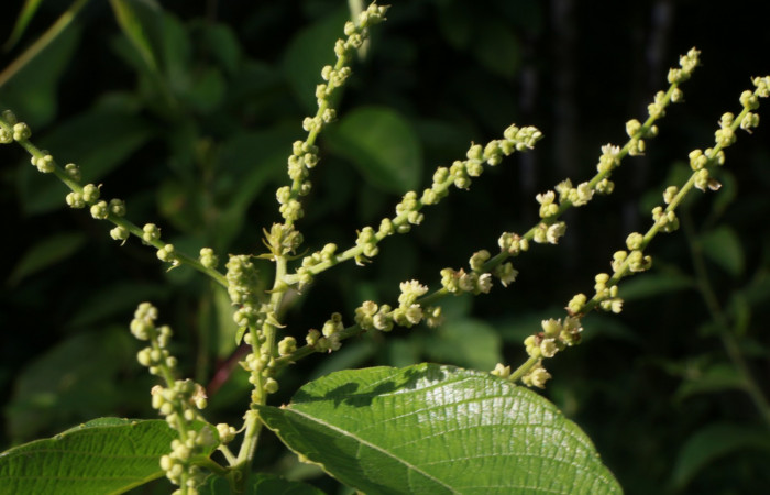 Figura. 6 Flores en espiga <i>Gouania polygama</i>, (Rhamnaceae). Area de Conservación Guanacaste. Sector Rincón Rain Forest, Estación Leiva, Cafecito, (elevación 455 metros). Colectada el 15 Abril 2021. Foto. Jorge Hernández.