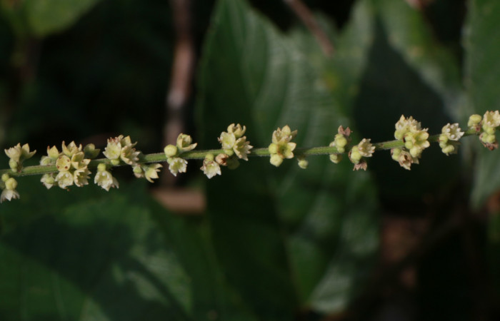 Figura. 7 Flores en espiga <i>Gouania polygama</i>, (Rhamnaceae). Area de Conservación Guanacaste. Sector Rincón Rain Forest, Estación Leiva, Cafecito, (elevación 455 metros). Colectada el 15 Abril 2021. Foto. Jorge Hernández.