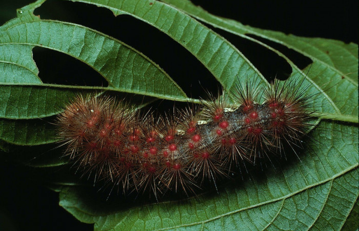 Figura. 8 Larva <i>Hypercompe albescens</i> (Erebidae), posición dorsal entero alimentándose en <i>Gouania polygama</i>, (Rhamnaceae). (83-SRNP-1296-DHJ6335.jpg).