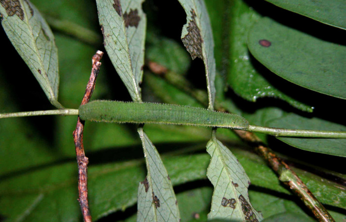Figura 7. Larva <i>Abaeis boisduvaliana</i> (Pieridae), cuarto estadio posición dorsal, planta hospedera <i>Senna pallida</i> (Fabaceae).
Mide 15 mm aproximadamente. Voucher: 04-SRNP-47379-DHJ401865.jpg.