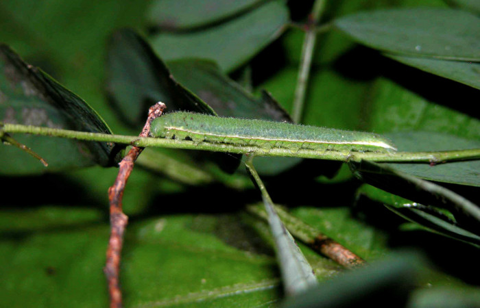 Figura 1. Larva <i>Abaeis boisduvaliana</i> (Pieridae), cuarto estadio posición lateral, en planta hospedera <i>Senna pallida</i>
(Fabaceae). Mide 15 mm aproximadamente. Voucher: 04-SRNP-47379-DHJ401866.jpg.