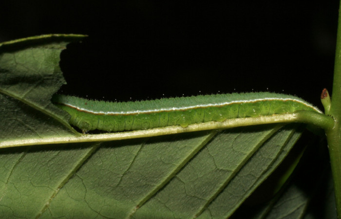 Figura 2. Larva <i>Abaeis boisduvaliana</i> (Pieridae), cuarto estadio posición lateral, en planta hospedera <i>Senna pallida</i>
(Fabaceae). Mide 15 mm aproximadamente. Voucher: 07-SRNP-22022-DHJ426440.jpg.