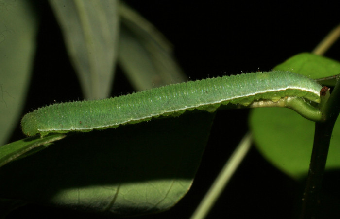 Figura 3. Larva <i>Abaeis boisduvaliana</i> (Pieridae), cuarto estadio posición lateral, en planta hospedera <i>Senna pallida</i>
(Fabaceae). Mide 15 mm aproximadamente. Voucher: 07-SRNP-22022-DHJ426441.jpg.
