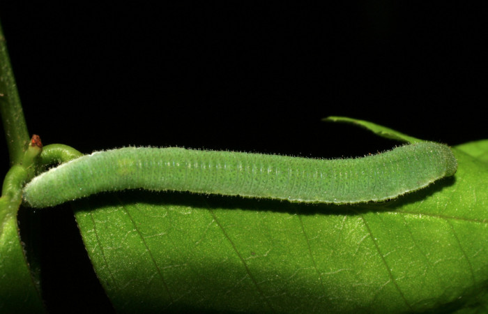 Figura 4. Larva <i>Abaeis boisduvaliana</i> (Pieridae), cuarto estadio posición dorsal, planta hospedera <i>Senna pallida</i> (Fabaceae).
Mide 15 mm aproximadamente. Voucher: 07-SRNP-22022-DHJ426442.jpg.