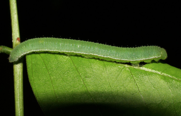 Figura 5. Larva <i>Abaeis boisduvaliana</i> (Pieridae), cuarto estadio posición lateral, planta hospedera <i>Senna pallida</i> (Fabaceae).
Mide 15 mm aproximadamente. Voucher: 07-SRNP-22022-DHJ426443.jpg.