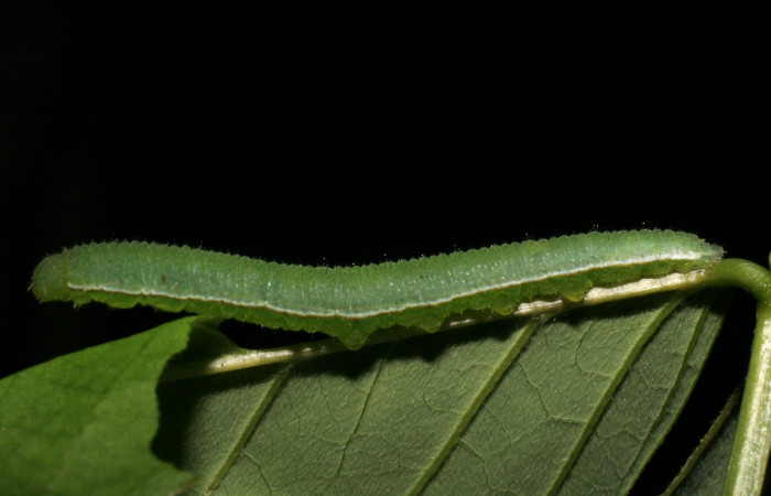 Figura 6. Larva <i>Abaeis boisduvaliana</i> (Pieridae), cuarto estadio posición lateral, planta hospedera <i>Senna pallida</i> (Fabaceae).
Mide 15 mm aproximadamente. Voucher: 07-SRNP-22022-DHJ426444.jpg.