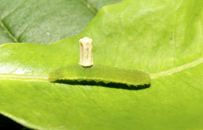 Figura 9. Capullo de parásito, en último estadio mide 4 mm aproximadamente, posición natural normal, Voucher. 17-SRNP-70952-
DHJ737487.jpg.