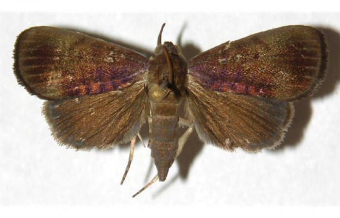 Fig.9. Adulto hembra, vista dorsal de <i>Mopothila ardalus</i> (Erebidae). Voucher: 01-SRNP-11926-DHJ314288.jpg     