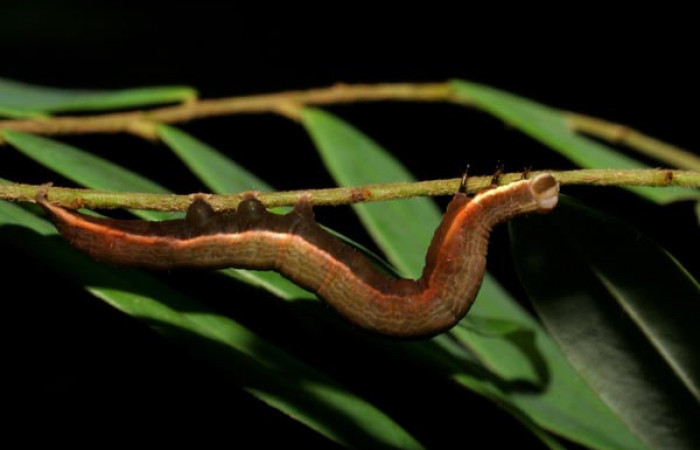 Fig.3. Vista lateral de <i>Mopothila ardalus</i> (Erebidae). En último estadío. Voucher: 06-SRNP-21537-DHJ411894.jpg     