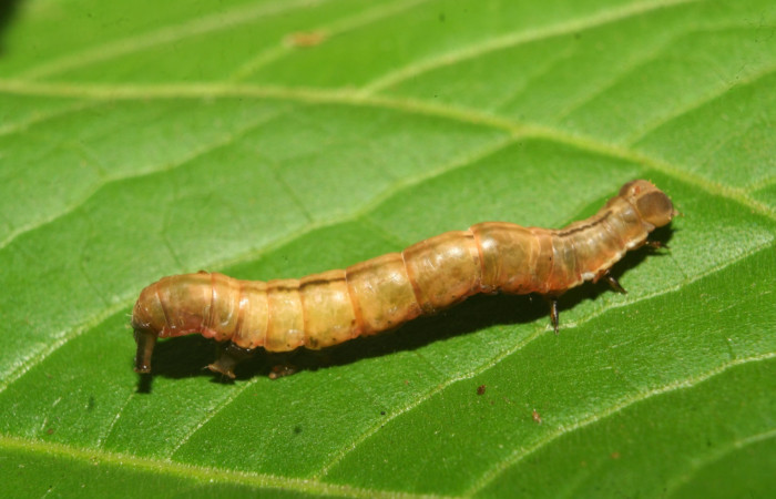 Fig.6. Vista dorsal de <i>Mopothila ardalus</i> (Erebidae). En prepupa. Voucher: 14-SRNP-70064-DHJ703745.jpg     